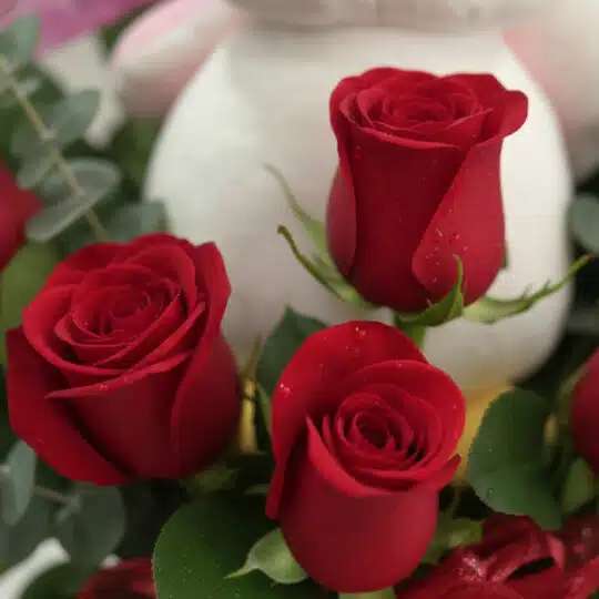 Primer plano extremo de tres rosas rojas vibrantes con gotas de rocío, parte del Arreglo ALICE con Orquídea Majestuosa y Pelu