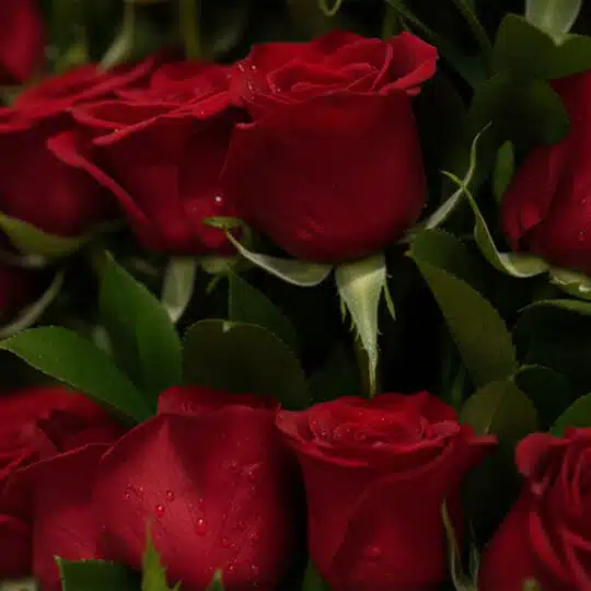 Primer plano extremo de rosas rojas frescas con gotas de rocío, resaltando la textura hiperrealista y colores vibrantes bajo