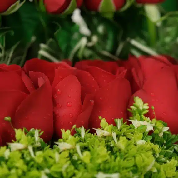 Primer plano extremo de rosas rojas vibrantes con gotas de rocío sutiles y follaje verde, destacando la textura hiperrealista