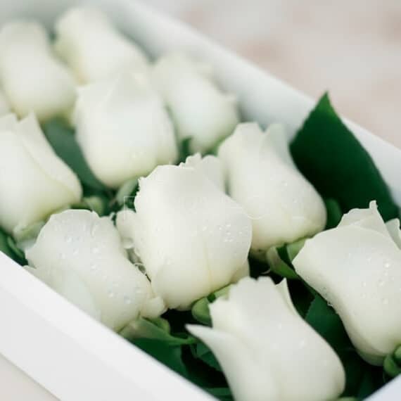 Primer plano extremo de doce rosas blancas frescas en una caja, con delicadas gotas de rocío en sus pétalos y hojas verdes, b
