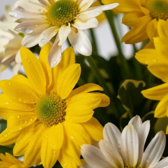Primer plano extremo de margaritas amarillas y blancas con gotas de rocío, mostrando texturas hiperrealistas y colores vibran